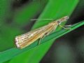 Agriphila straminella